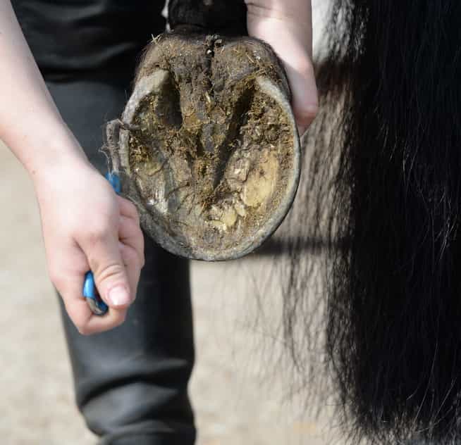 Help! Why Has My Farrier Found Maggots in My Horse's Feet? Your Horse