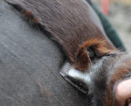 Close up of a brown horse's hair being sheared with clippers