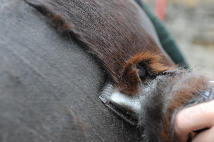 Close up of a brown horse's hair being sheared with clippers