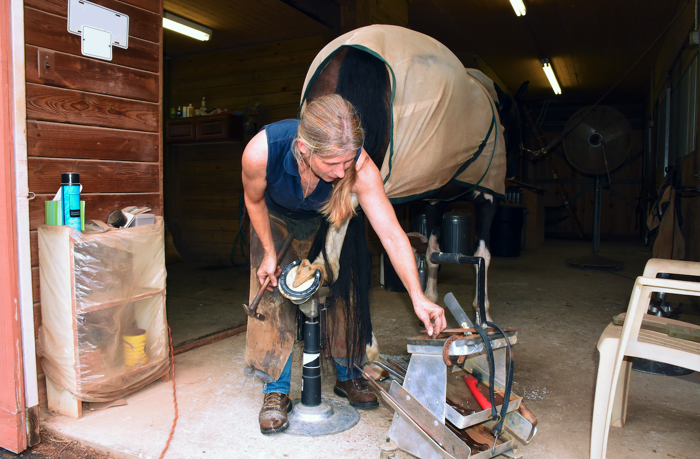 Help! Why Has My Farrier Found Maggots in My Horse's Feet? Your Horse