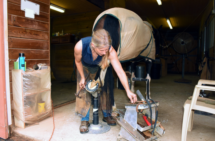 Pictured is a female farrier putting a back shoe on a horse's hoof