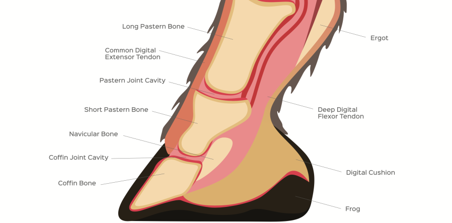 Diagram shows the location of the navicular bone in a horse's hoof