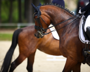 Pictured is a plaited bay horse warming up for a dressage test wearing a double bridle