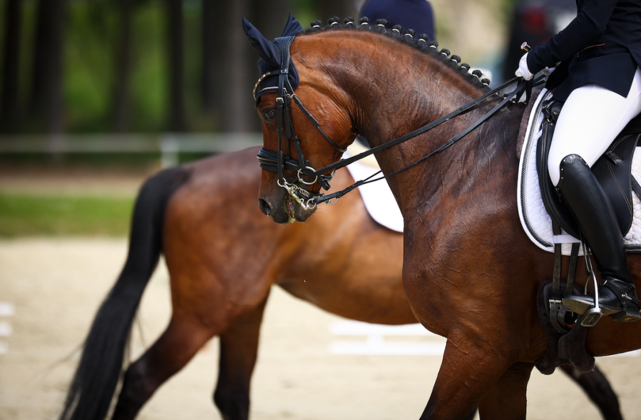 Pictured is a plaited bay horse warming up for a dressage test wearing a double bridle