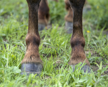 Navicular is most common is a horse's front legs; a pointed hoof is one of the symptoms