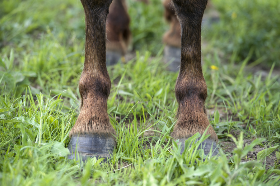 What are the symptoms of navicular in horses? Your Horse