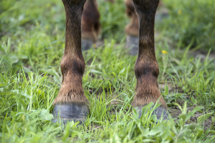 Navicular is most common is a horse's front legs; a pointed hoof is one of the symptoms
