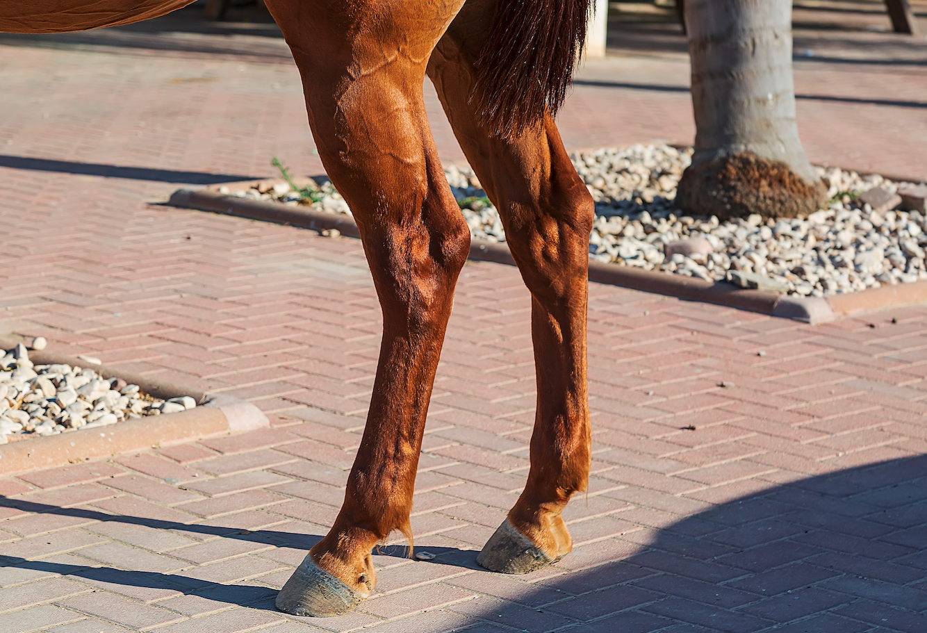 What is a windgall on a horse’s leg? Your Horse
