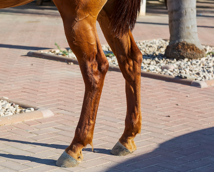 Image shows a horse's hindlegs, which are most likely to have windgalls