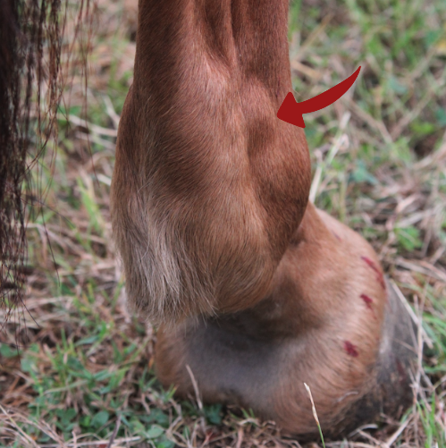Image shows a horse's hindleg with a windgall (swelling) on the top of the fetlock joint. It is marked with an arrow