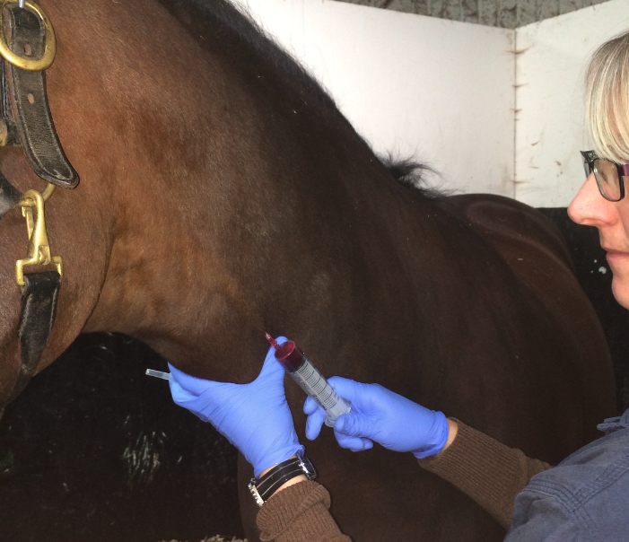 There are many symptoms of strangles in horses and blood testing is a key way of confirming a diagnosis