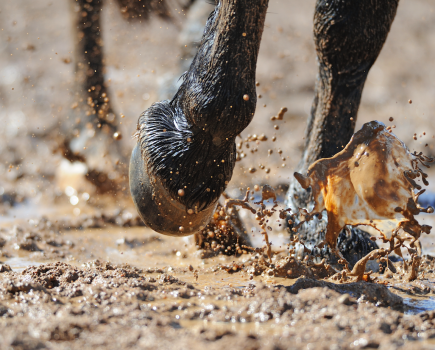 Pictured is a close up of legs walking through wet mud, a possible trigger for mud fever