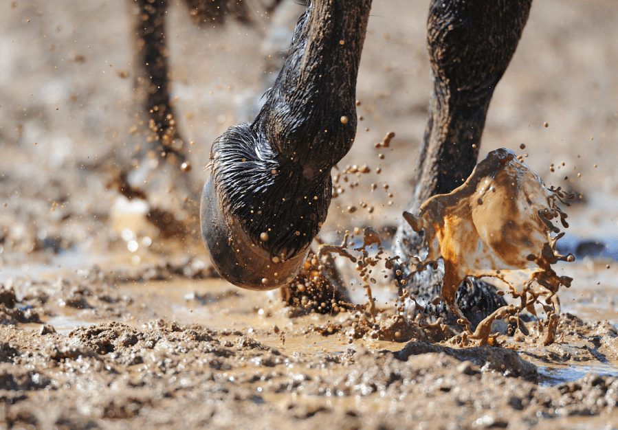 Pictured is a close up of legs walking through wet mud, a possible trigger for mud fever