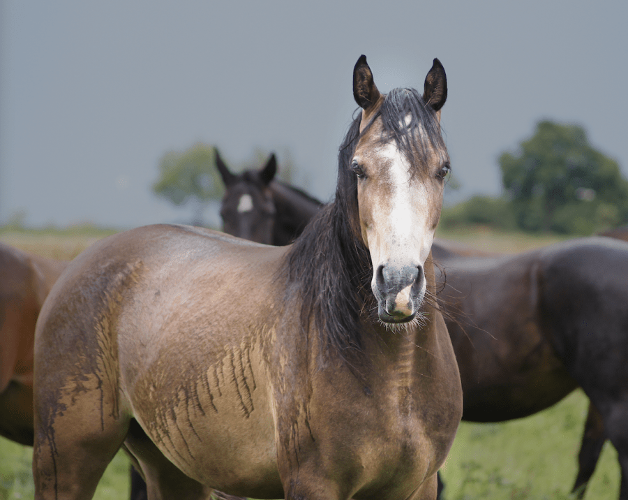 Pictured is a horse with a very wet back as it is raining hard, a red flag for rain scald