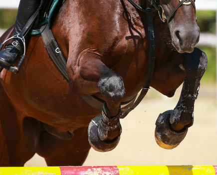 Pictured is a close up of a horse's legs as they jump a showjump; the knees are one of a horse's joints