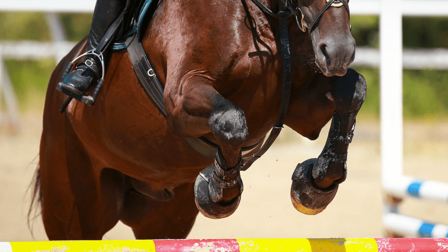 Pictured is a close up of a horse's legs as they jump a showjump; the knees are one of a horse's joints