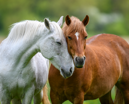 Two happy, healthy horses nuzzle each other in the field