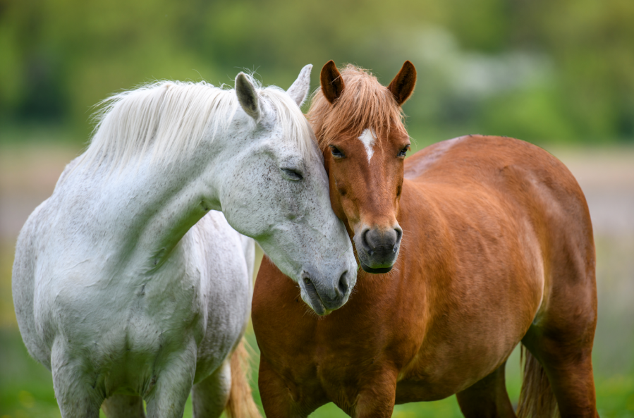 Two happy, healthy horses nuzzle each other in the field