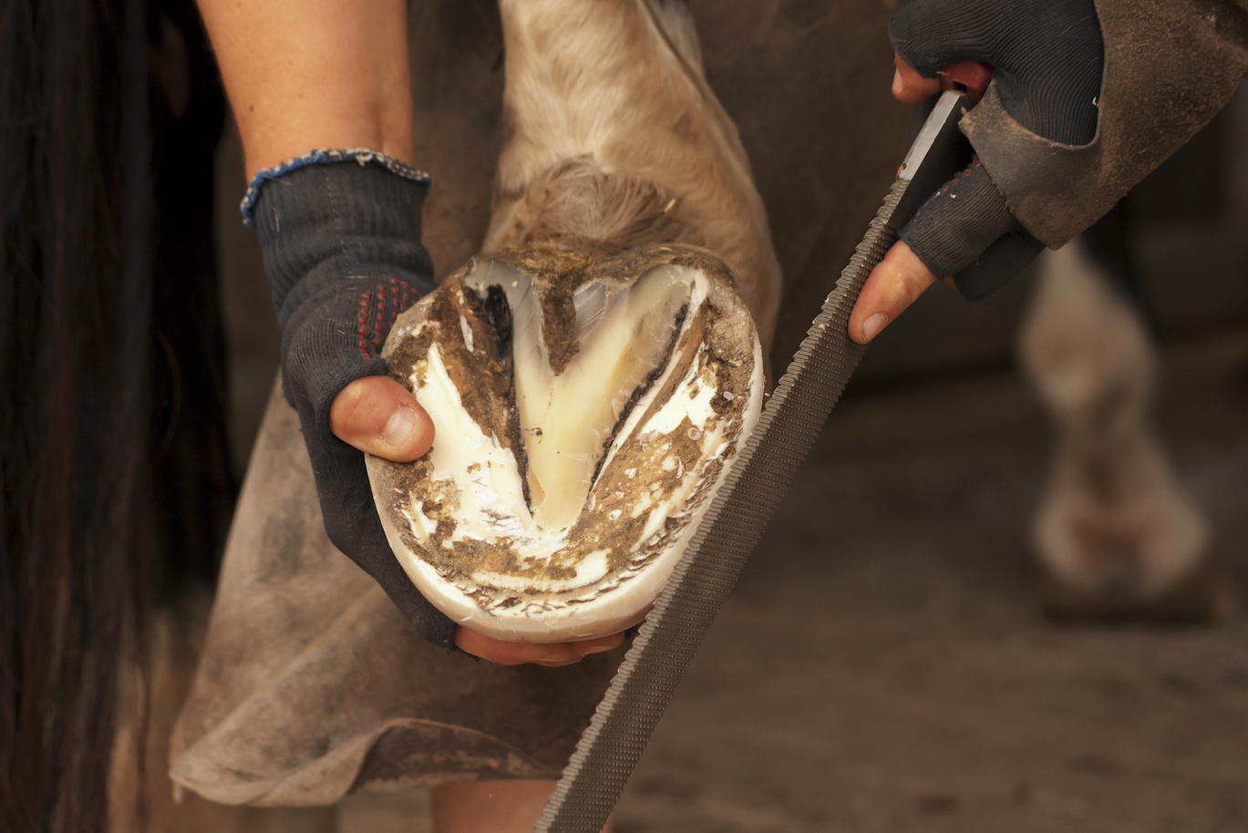 Pros and cons of keeping a horse barefoot Your Horse