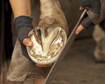 Pictured is a barefoot horse hoof being trimmed by a farrier