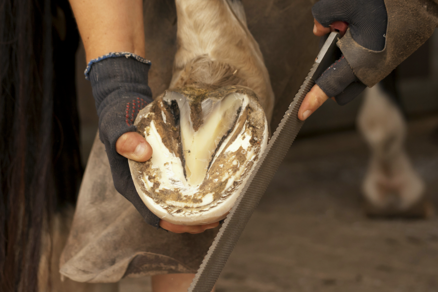 Pictured is a barefoot horse hoof being trimmed by a farrier