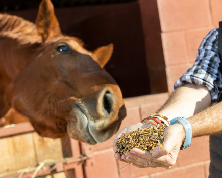 Feeding a horse who is a poor doer involves a low calorie but balanced diet and doing enough work to burn the calories they are eating