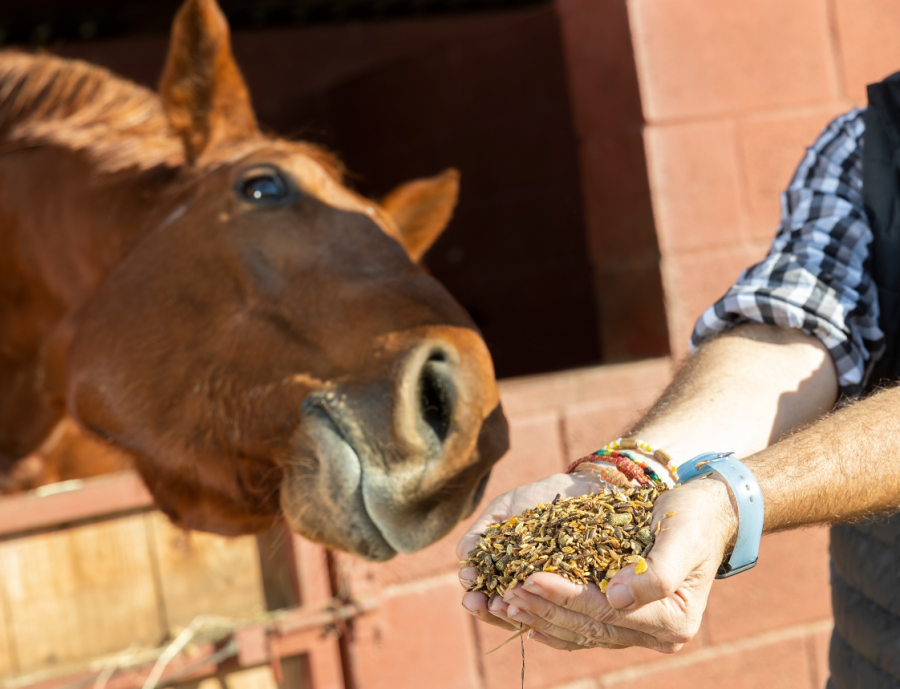 Feeding a horse who is a poor doer involves a low calorie but balanced diet and doing enough work to burn the calories they are eating