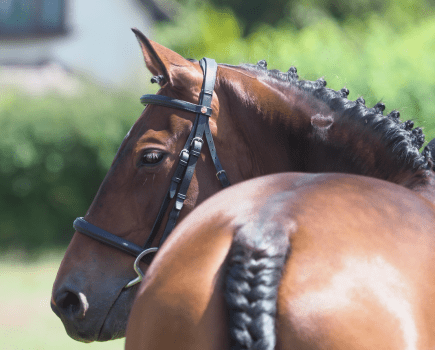 Learn how to plait a horse's mane with our step-by-step guide