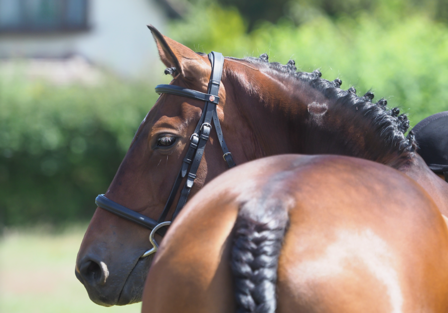 Learn how to plait a horse's mane with our step-by-step guide