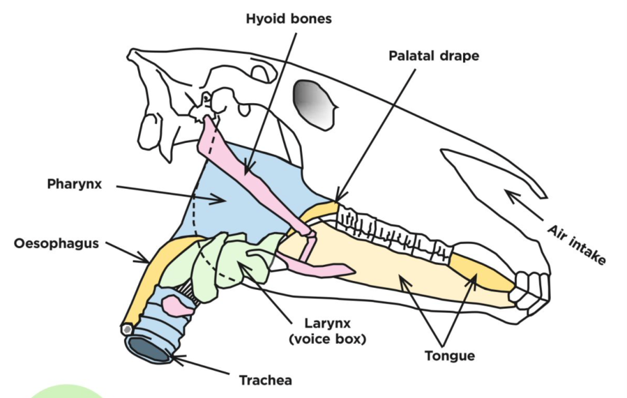 A diagram showing the hyoid apparatus in a horse's head