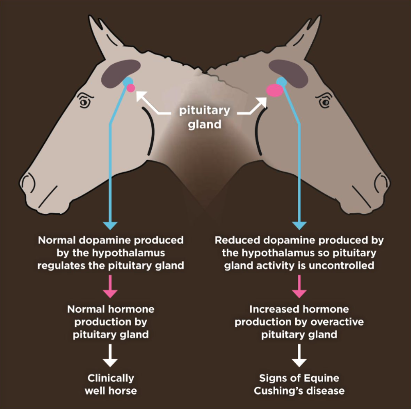 Veterinary advice for Cushing's disease in horses Your Horse