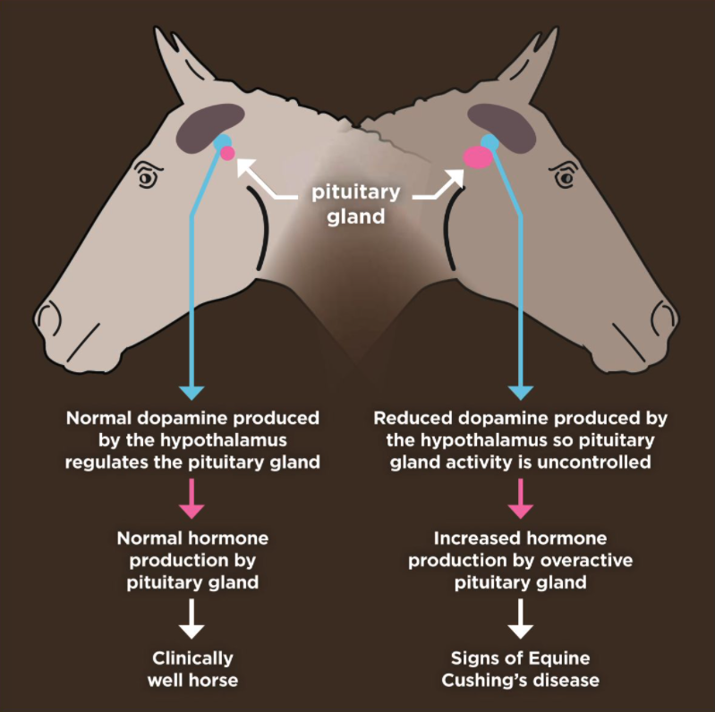 A diagram showing how the pituitary gland works in a healthy horse compared to a horse with equine Cushing's disease