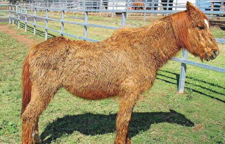Pony pictured has a long curly coat, which is a typical sign of Cushing's disease