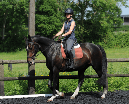 Pictured is a horse in walk