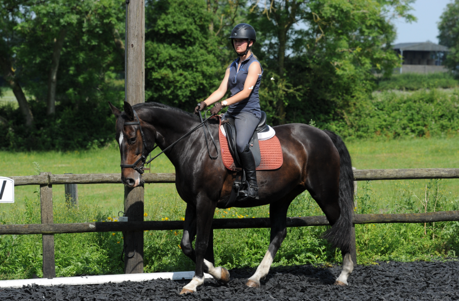 Pictured is a horse in walk