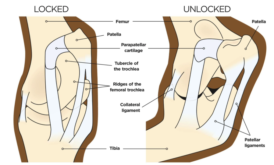 Pictured is a diagram of the horse's patella in the locked and unlocked position