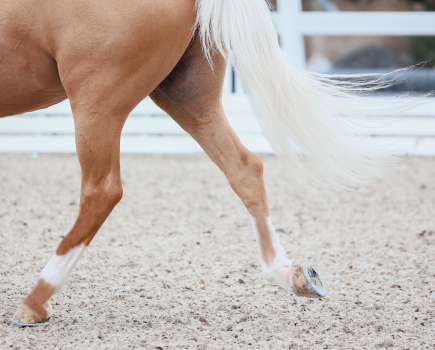 Pictured is a close up of a palomino horse's back legs moving, showing how the patella aids their movement