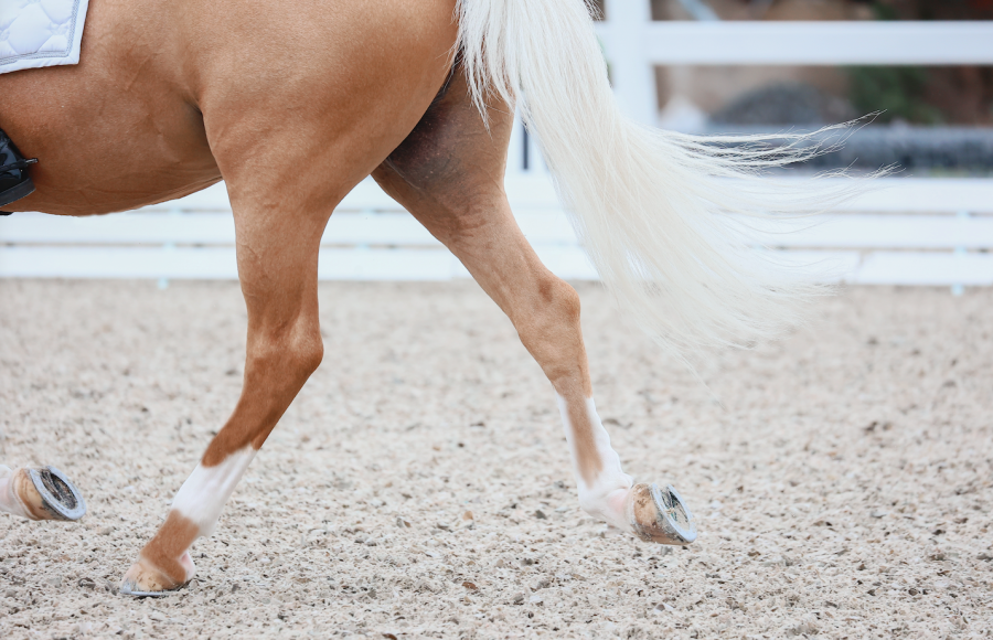 Pictured is a close up of a palomino horse's back legs moving, showing how the patella aids their movement