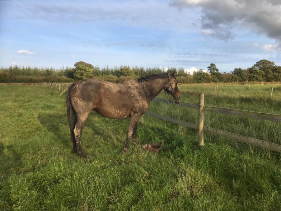 The perfect mix of thick dried mud and a very dusty coat: a lot of horse grooming was required