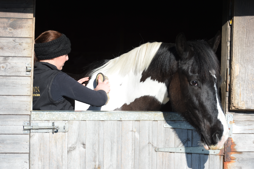 Great ways to enrich your horse’s environment and make them happier