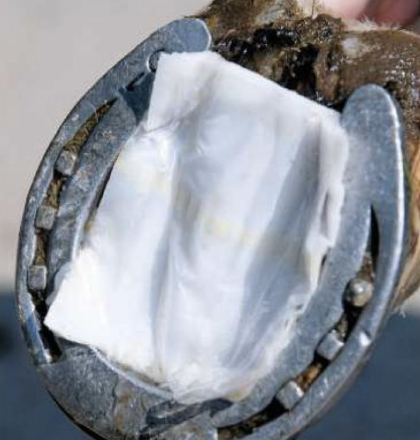 A poultice dressing is pictured fitted to the hoof