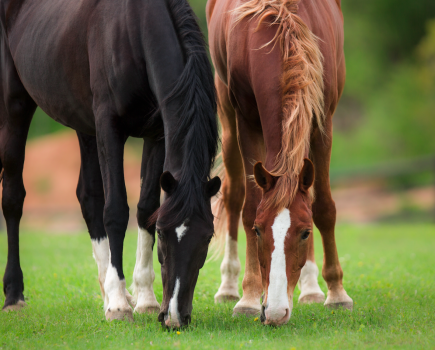 Pictured are two horses grazing in a field; grass is a source of vitamin D for horses