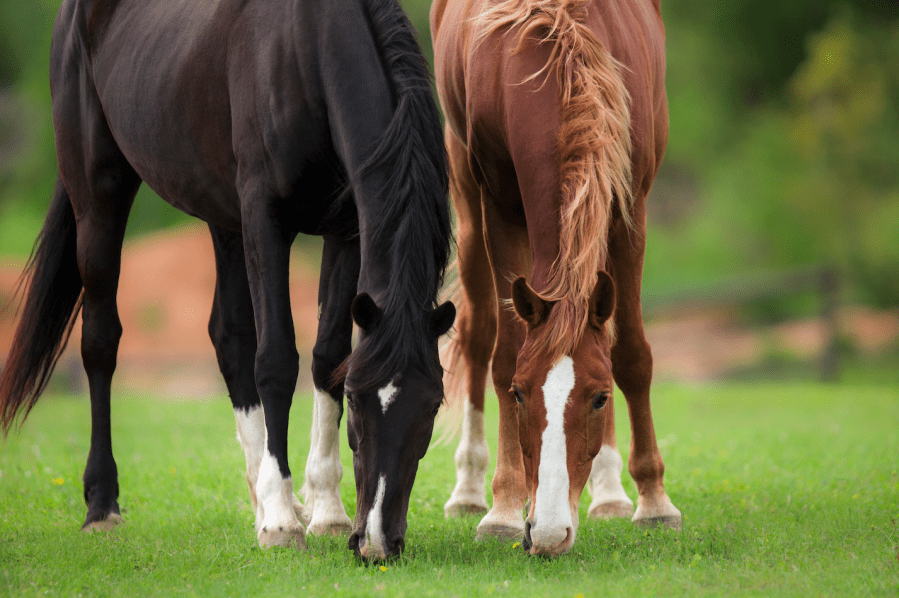 Pictured are two horses grazing in a field; grass is a source of vitamin D for horses