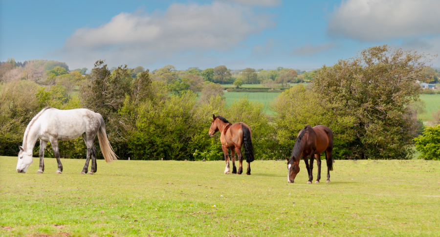 Pictured are three horses grazing in a field. From left to right: a grey and then two bays