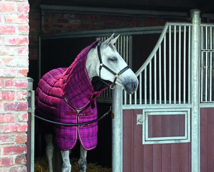 Pictured is a grey horse in a stable wearing a burgundy Snugmasta stable rug (blanket)