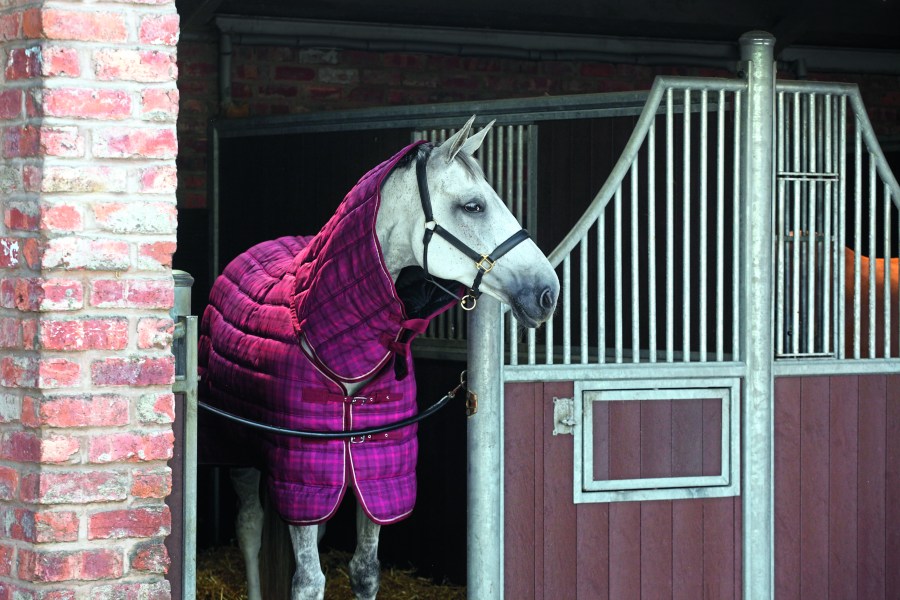 Pictured is a grey horse in a stable wearing a burgundy Snugmasta stable rug (blanket)