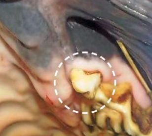 The image shows wolf teeth in a horse's mouth; it is circled in the image for total clarity 