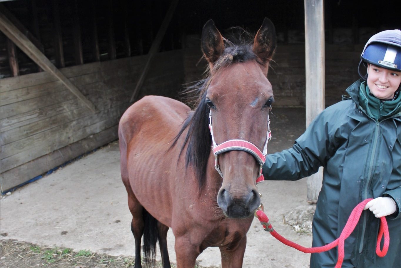 Beautiful colt rescued in ‘shocking state’ named in honour of The Queen