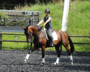 Pictured is a rider moving their hands forward towards the horse's ears, showing a give-and-retake of the reins in dressage
