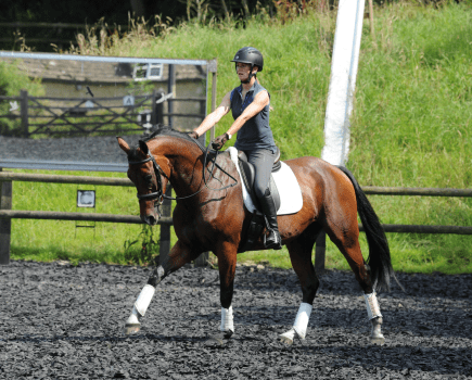 Pictured is a rider moving their hands forward towards the horse's ears, showing a give-and-retake of the reins in dressage